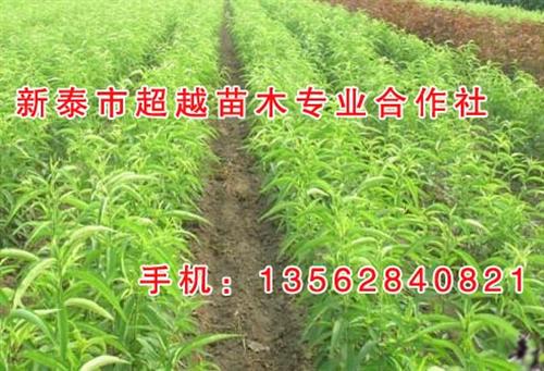 桃苗多少钱|福州桃苗|新泰超越苗木(多图 桃苗批发 桃苗价格