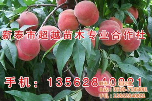 威海桃苗,新泰超越苗木,桃苗供应&nbsp;&nbsp;桃苗批发&nbsp;&nbsp;桃苗多少钱