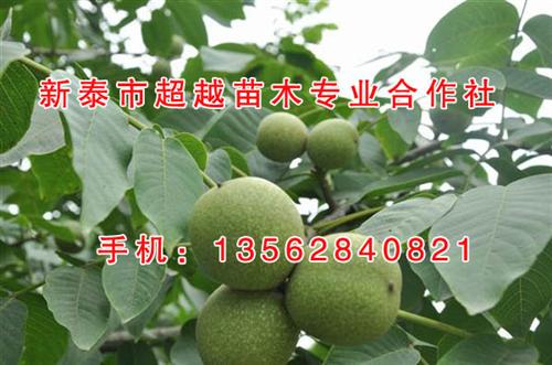 核桃苗哪有卖|厦门核桃苗|新泰超越苗木(&nbsp;&nbsp;核桃苗哪家好&nbsp;&nbsp;核桃苗订购