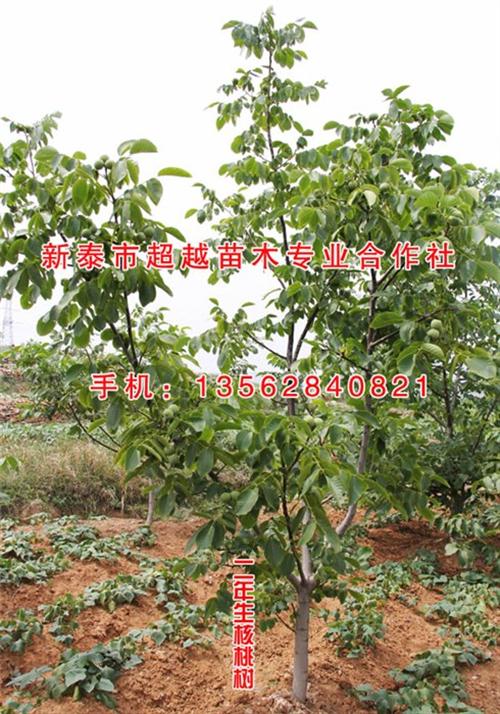 泉州核桃苗|新泰超越苗木|核桃苗哪有卖&nbsp;&nbsp;核桃苗价格&nbsp;&nbsp;核桃苗供应