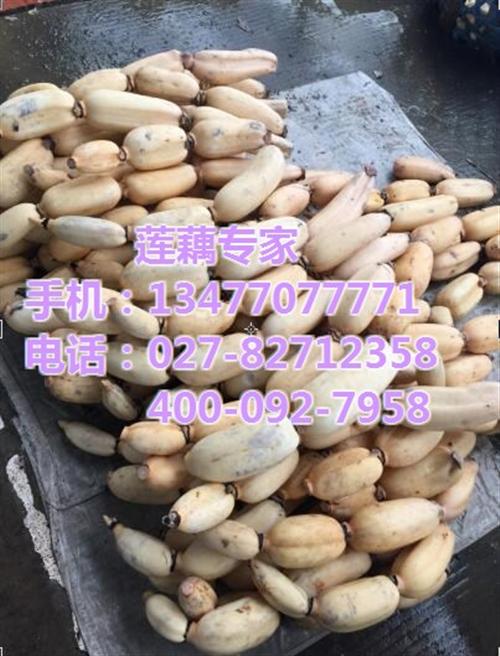 出口莲藕_武汉藕御农业发展有限公司_出口 出口莲藕订购 出口莲藕供应 出口莲藕采购