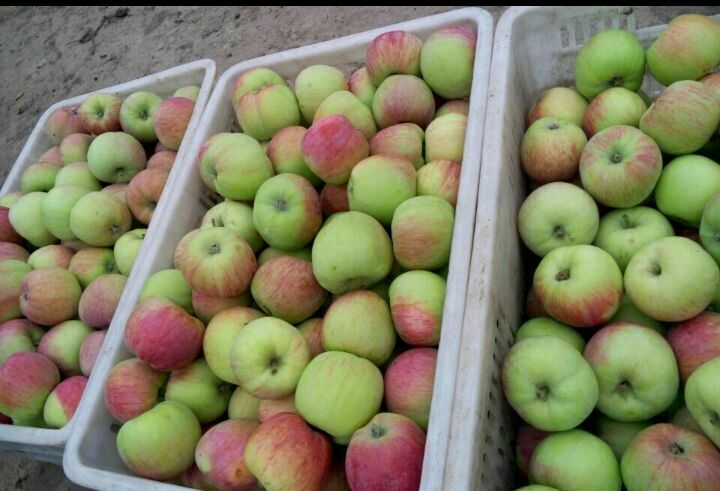 山东早熟苹果批发价格 辽伏苹果价格 藤木苹果产地