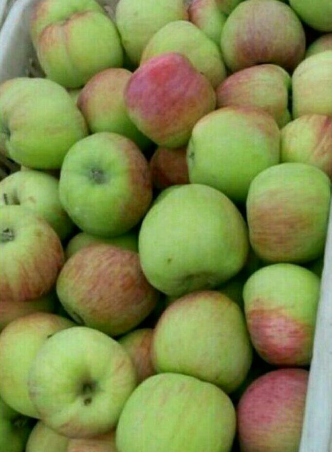 山东早熟苹果批发价格 辽伏苹果价格 藤木苹果产地