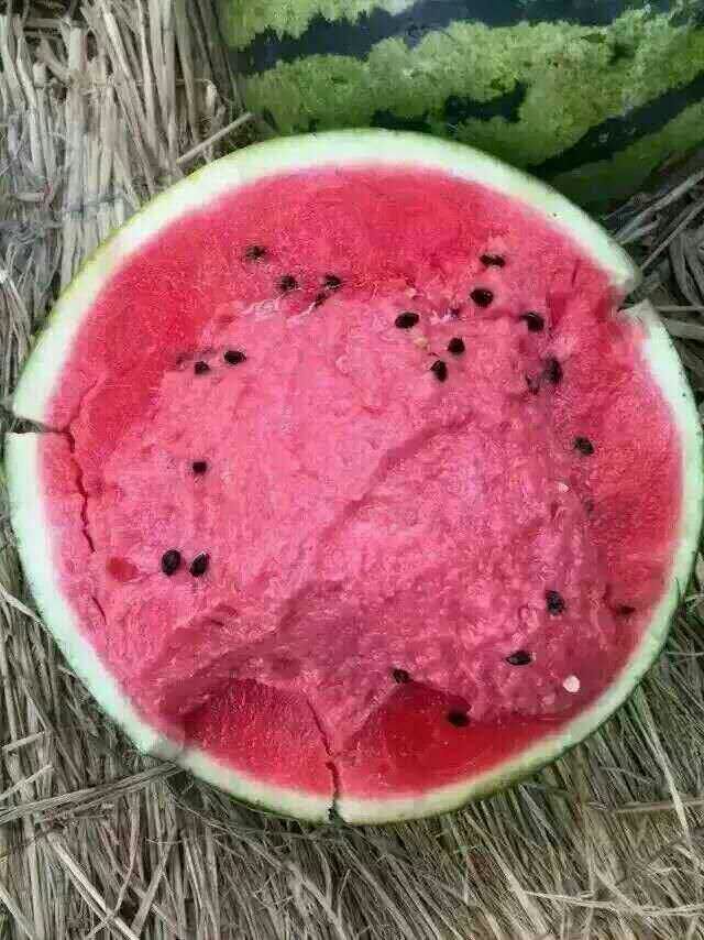 山东冠龙西瓜批发价格 今日冠龙西瓜价格 冠龙西瓜产地批发