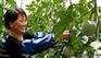 四川净菜——销量好的莘县蔬菜讯息