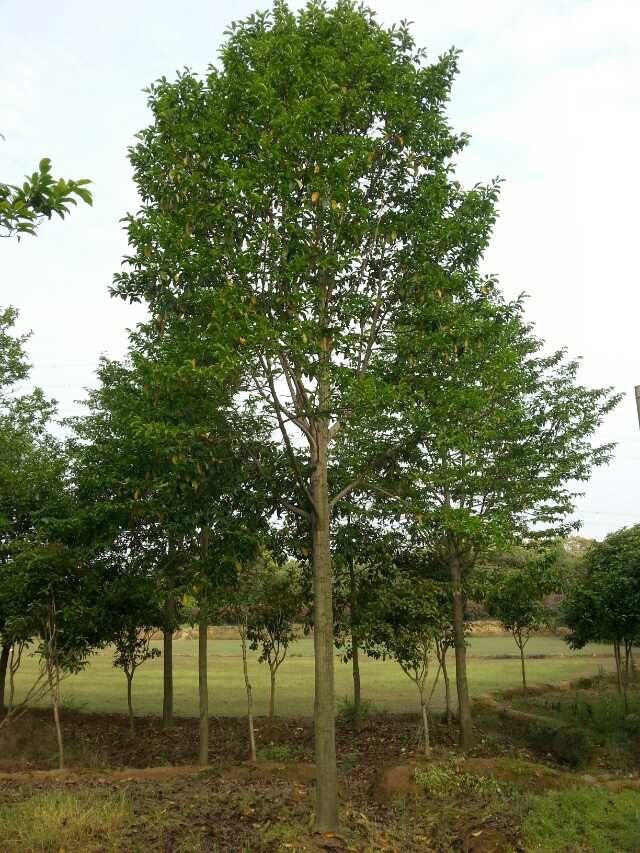 想要品质好的香樟树就来楠洲园林景观——香 香樟价格