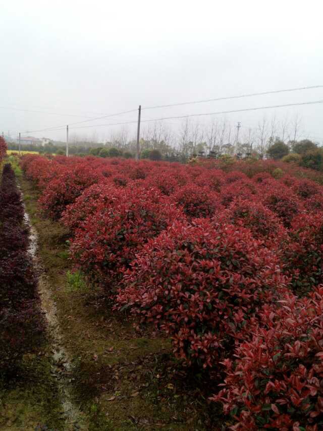 销量至好的红叶石楠树出售:衡阳红叶石楠树 红叶石楠树价格 红叶石楠树批发