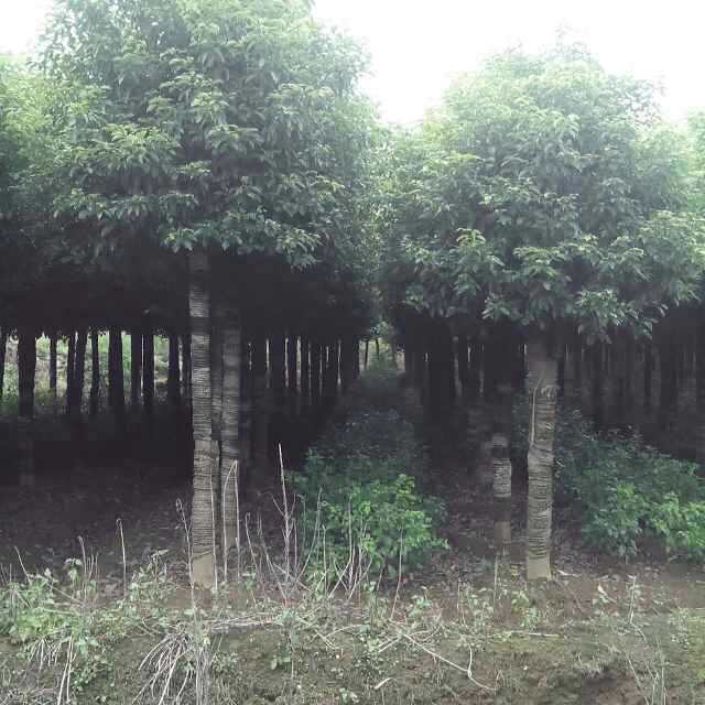 中国香樟——想要品质好的香樟就来楠洲园林 香樟价格 香樟批发