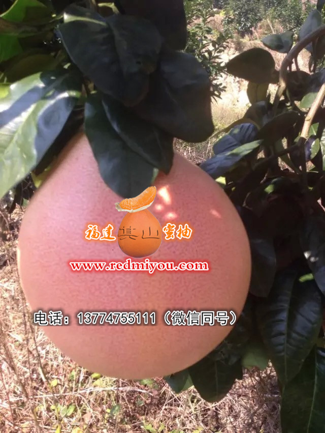 新型三红柚子苗出售：三红柚子苗价格行情  福建三红柚子苗  哪里有三红柚子苗