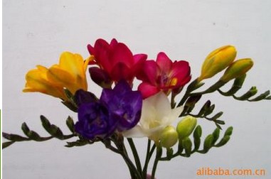 要买特大荷兰香雪兰花种球,东方花卉是不二 荷兰大花