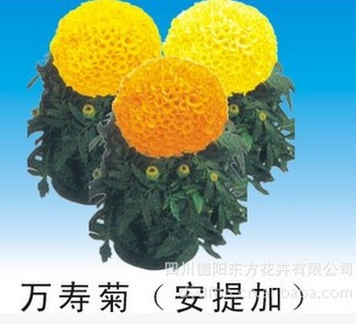 信誉好的中国报春花种子公司——万寿菊种子&nbsp;&nbsp;进口万寿菊