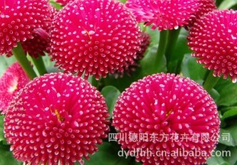 德阳超值的雏菊种子哪有卖_雏菊价格范围 热卖雏菊种子 高品质雏菊