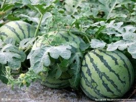 京欣西瓜产地陕西甜王西瓜价格金城5西瓜基地行情  大荔县西瓜种植  甜王西瓜行情