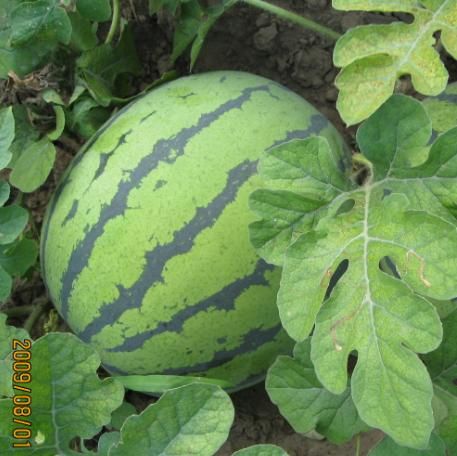 陕西西瓜种植产地京欣西瓜价格甜王西瓜基地西瓜行情  京欣西瓜产地  大荔县西瓜种植  甜王西瓜行情