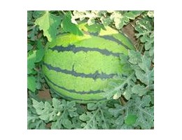 陕西西瓜种植产地京欣西瓜价格甜王西瓜基地西瓜行情  京欣西瓜产地  大荔县西瓜种植  甜王西瓜行情