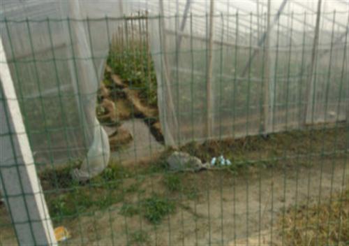 养殖荷兰网,养殖荷兰网厂,养殖荷兰网生产&nbsp;&nbsp;养殖荷兰网厂家&nbsp;&nbsp;养殖荷兰网厂家直&nbsp;&nbsp;养殖荷兰网规格