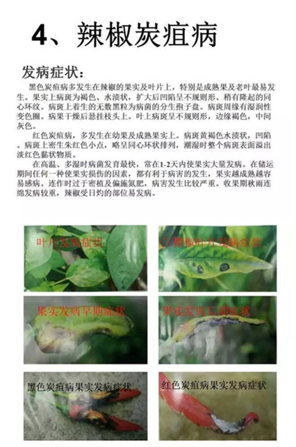 稻瘟病特效药 水稻根腐病杀菌&nbsp;&nbsp;80乙蒜素杀菌剂&nbsp;&nbsp;水稻专用药&nbsp;&nbsp;柑橘青苔病特效药