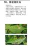辣椒疫病特效杀菌剂 辣椒猝倒病