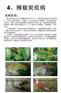 稻瘟病特效药 水稻根腐病杀菌