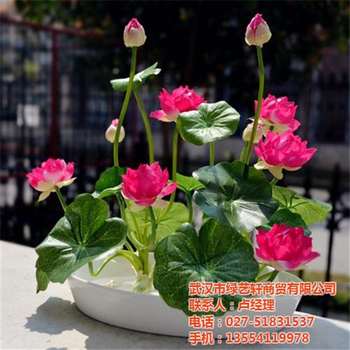 钦州市花卉出租,绿艺轩,室内花卉出租租赁  花卉出租租赁价格  花卉出租服务商