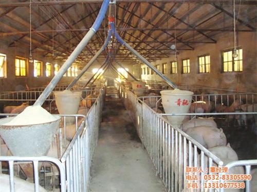 养猪设备|青驰源|自动化养猪设备&nbsp;&nbsp;养猪 设备&nbsp;&nbsp;买养猪设备