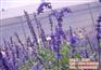 薰衣草价格_济宁薰衣草_爱萍花卉苗木(图