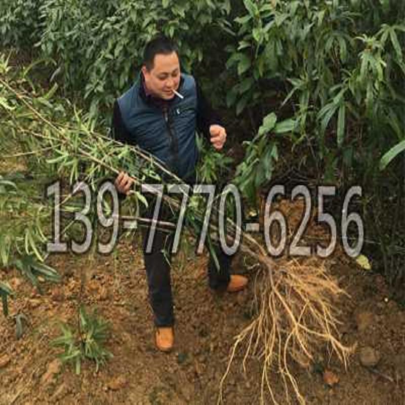 高产量广西牛大力种苗 广西牛大力苗 广西  优良广西牛大力