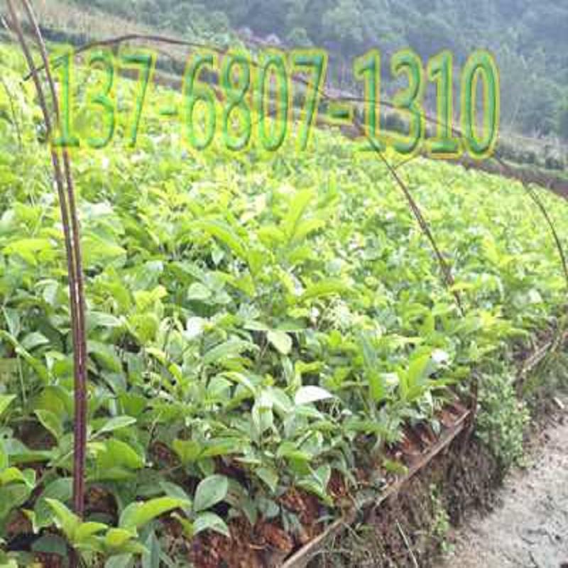 钦州优良牛大力种苗/优质牛大力种苗种植基  甘甜牛大力种苗种