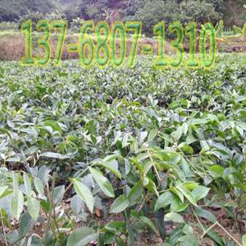 优质牛大力种苗种植户_牛大力种苗价格_牛  牛大力种苗种植基  优良牛大力种苗批