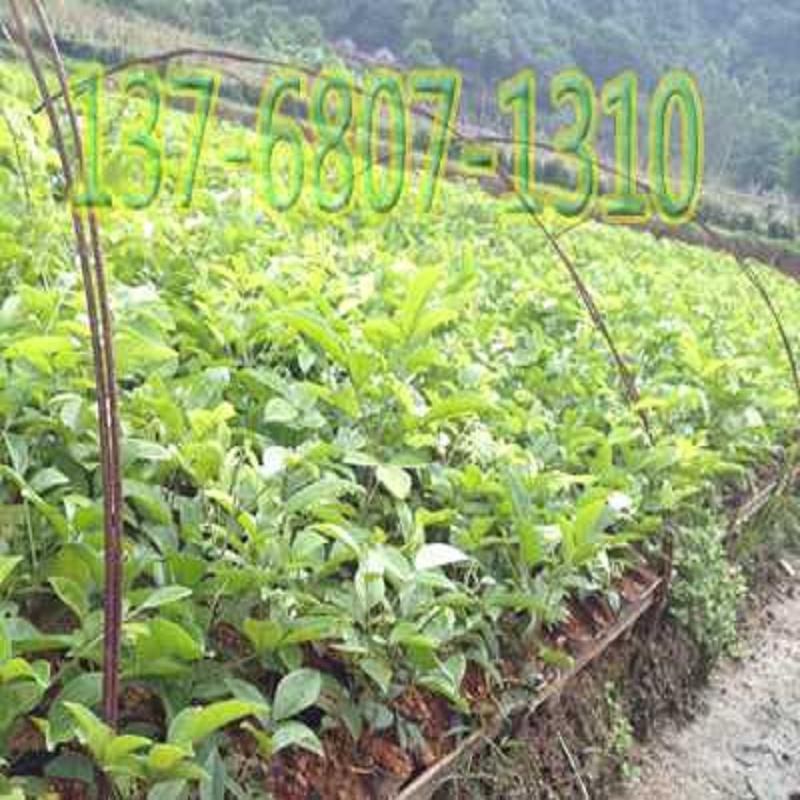 钦州优良牛大力种苗种植基地 甘甜牛大力种  广西牛大力种苗出  广西牛大力种苗种  优质牛大力种苗