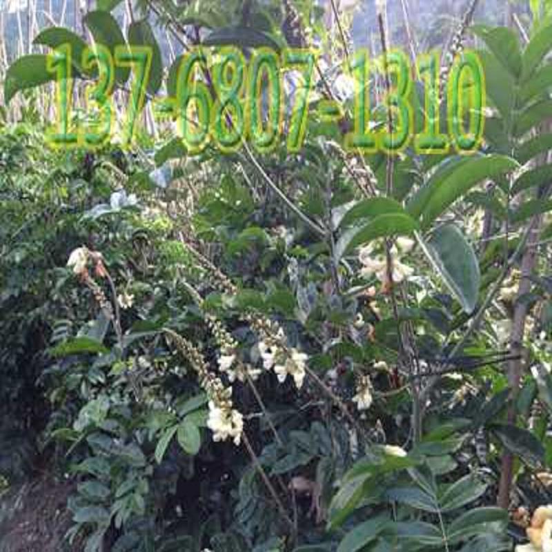 正规钦州牛大力苗木基地 提供钦州牛大力苗  广西牛大力直销