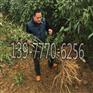 优良广西牛大力种值基地/关于广西牛大力种