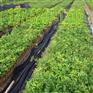 出售优质牛大力苗种植基地_优质牛大力苗_