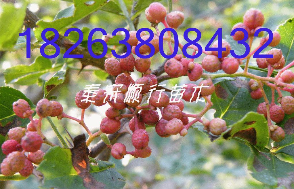 湖北武汉花椒苗哪种产量高