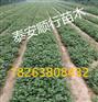 河北承德花椒幼苗多少钱一棵
