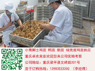 广安香鸡苗批发　广安血毛土鸡苗行情　广安香鸡市场  土鸡苗批发  香鸡养殖