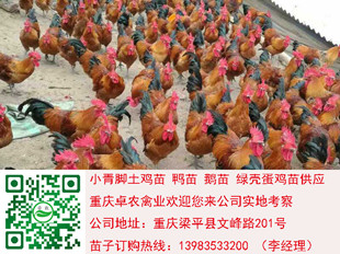 重庆开县香鸡苗批发价格　开县香鸡苗行情　开县香鸡市场  香鸡苗养殖技术