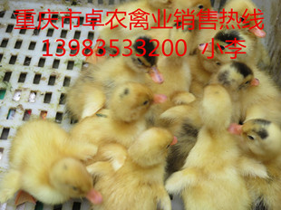 重庆鸭苗批发　重庆梁平鸭苗厂家电话  鸭苗价格