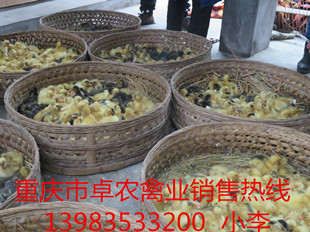 重庆鸭苗批发　重庆梁平鸭苗厂家电话  鸭苗价格