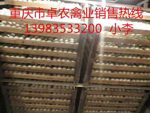 重庆丰都鸭苗价格　丰都鸭苗养殖技术　丰都鸭苗新闻  鸭苗批发