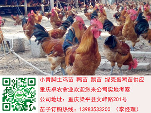 甘肃土鸡苗批发　甘肃青脚土鸡苗养殖  土鸡市场  土鸡养殖