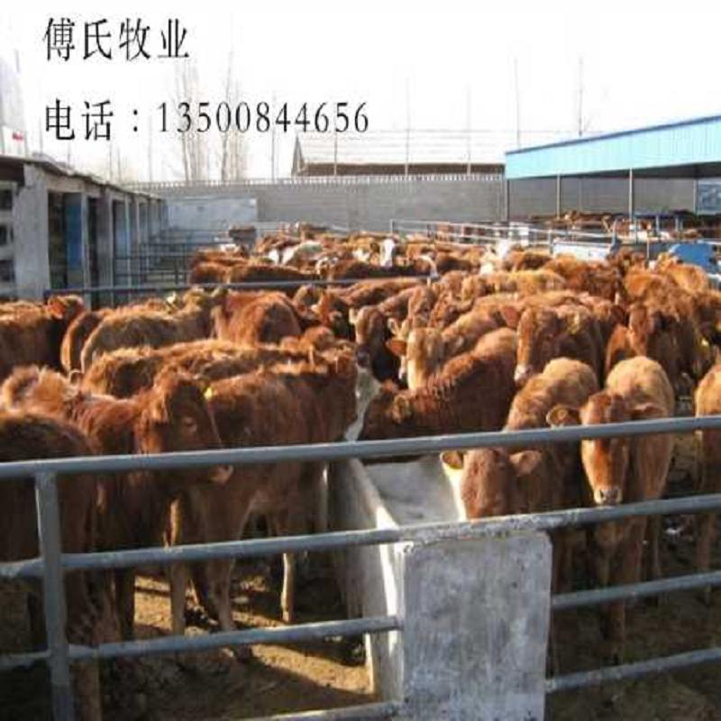 黑龙江利木赞牛供应商/辽宁利木赞牛养殖场  吉林利木赞牛价格