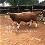 北方肉牛养殖_农村肉牛基地_肉牛养殖