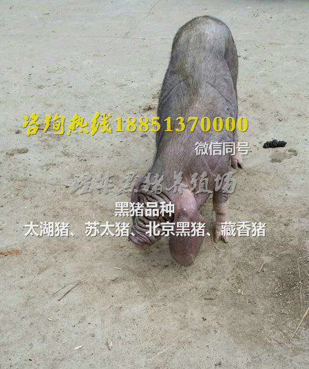 梅山母猪一头要多少钱  梅山猪  四脚白母猪