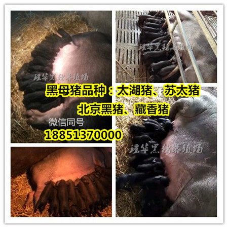 太湖母猪的价格  太湖猪  太湖小母猪