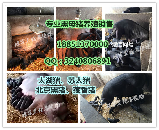 土杂猪养殖  黑猪  猪苗