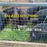 藏香猪多少钱一斤
