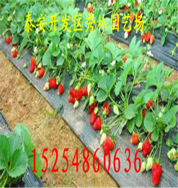 洪江土特拉草莓苗低价批发供应