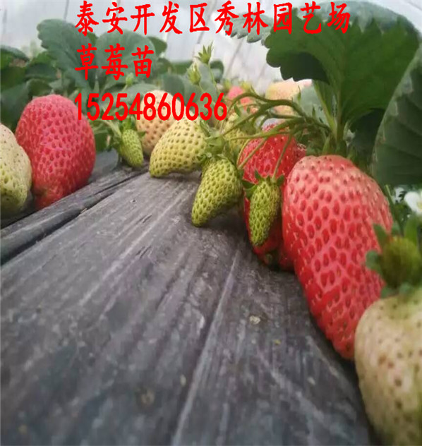 福田甘王草莓苗哪里多