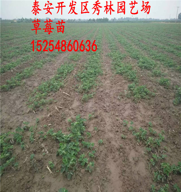 金明京藏香草莓苗基地